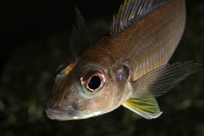 Reganochromis calliurus 'Kalalangabo'